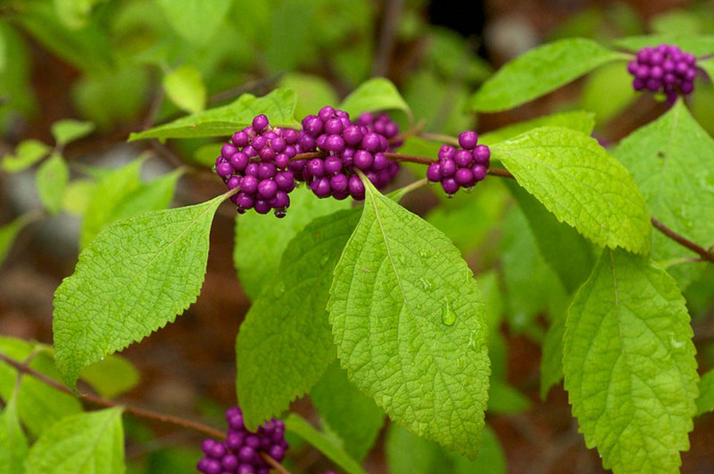 beautyberry
